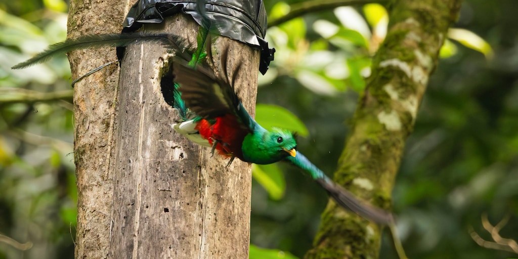 Guatemala refuerza la protección del quetzal con nidos artificiales ante la amenaza a su hábitat