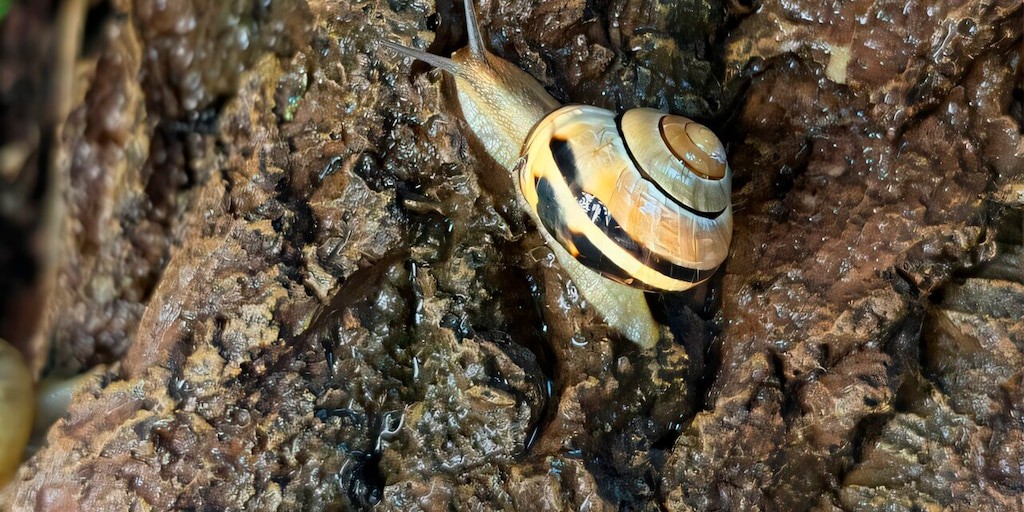 La baba de caracol que inspira la próxima revolución industrial: claves del hallazgo científico